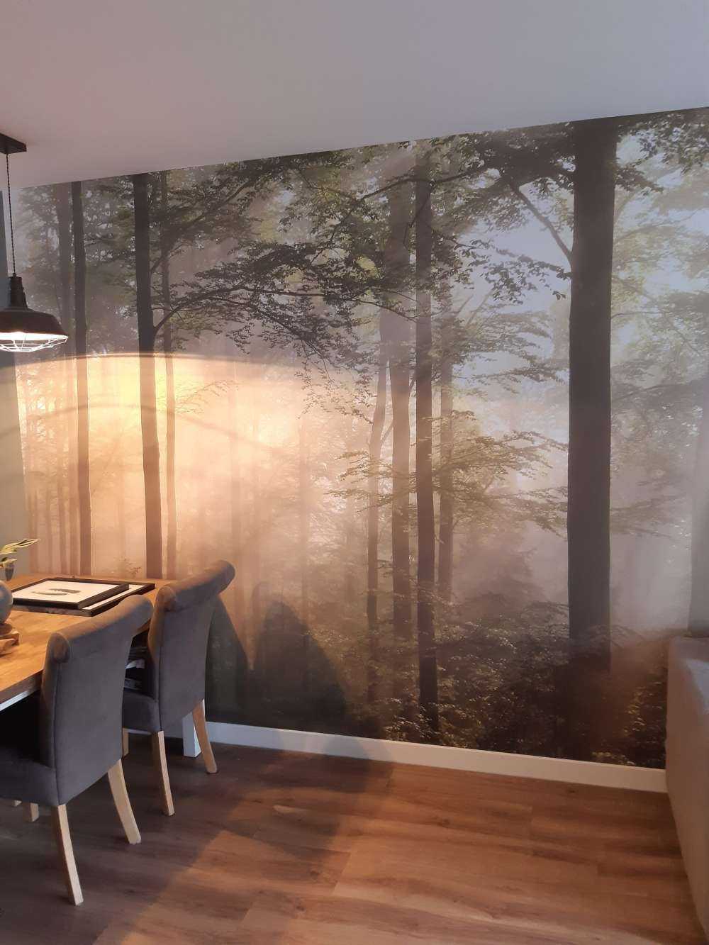 Foresta verde nella nebbia