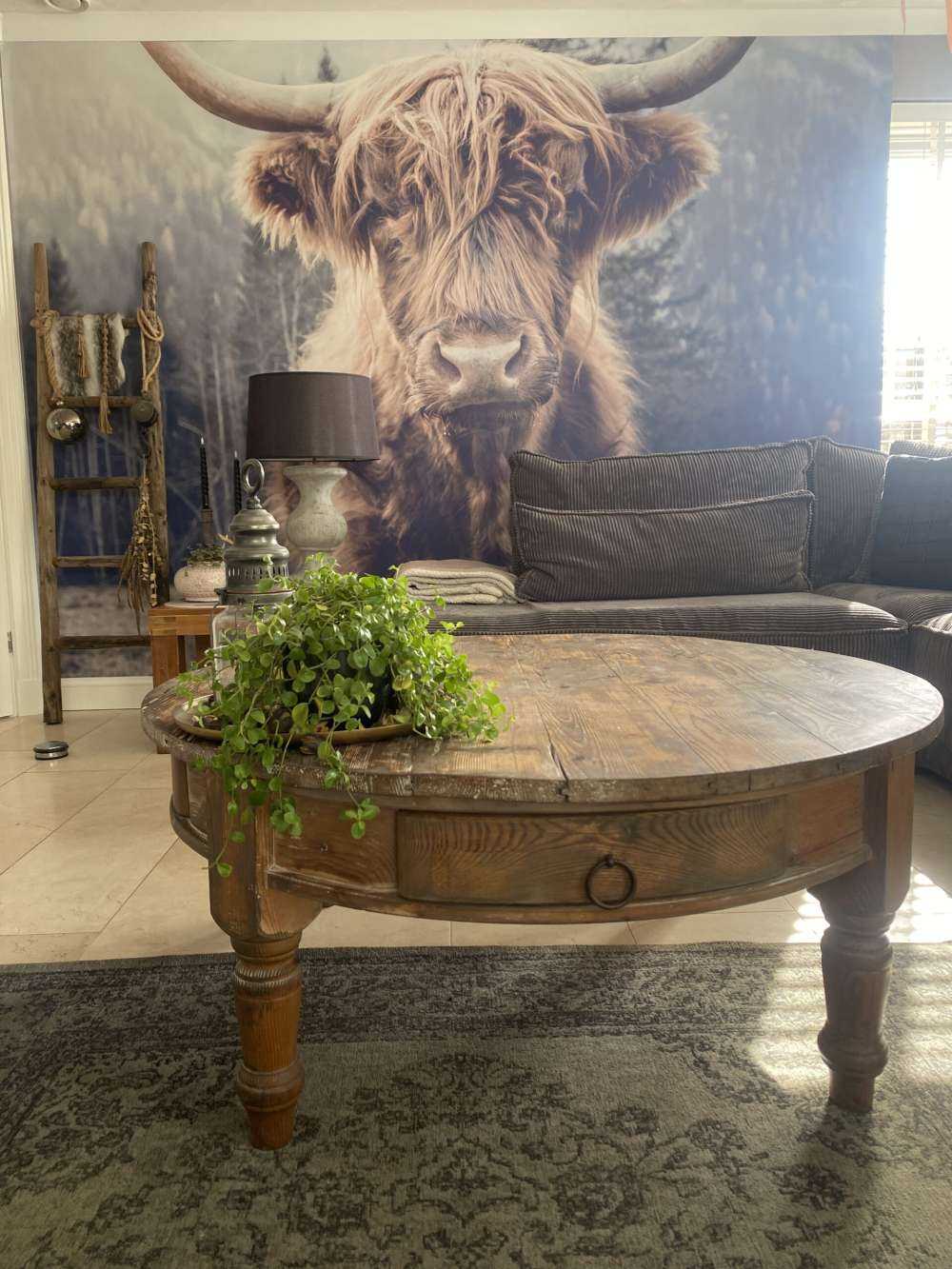 Highlander scozzese vicino alla foresta