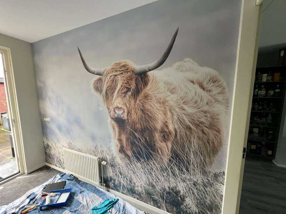 Highlander scozzese in natura