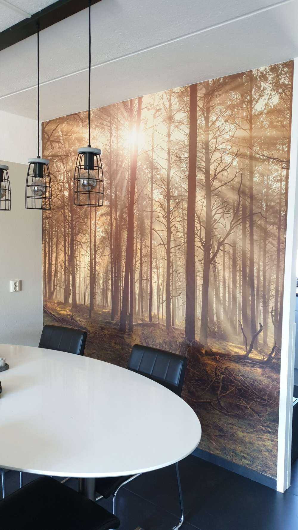 Foresta con alberi ad alto fusto