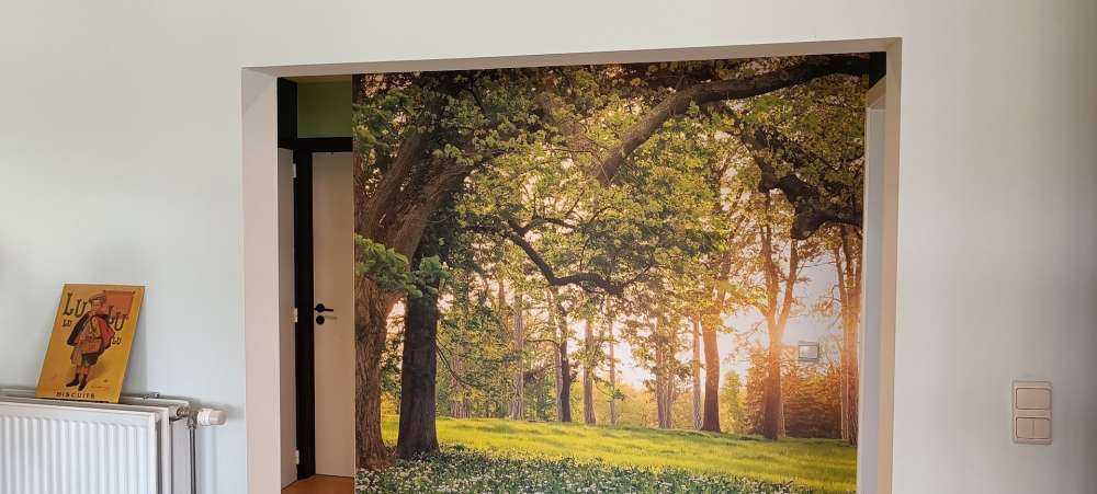 Spazio aperto nella foresta