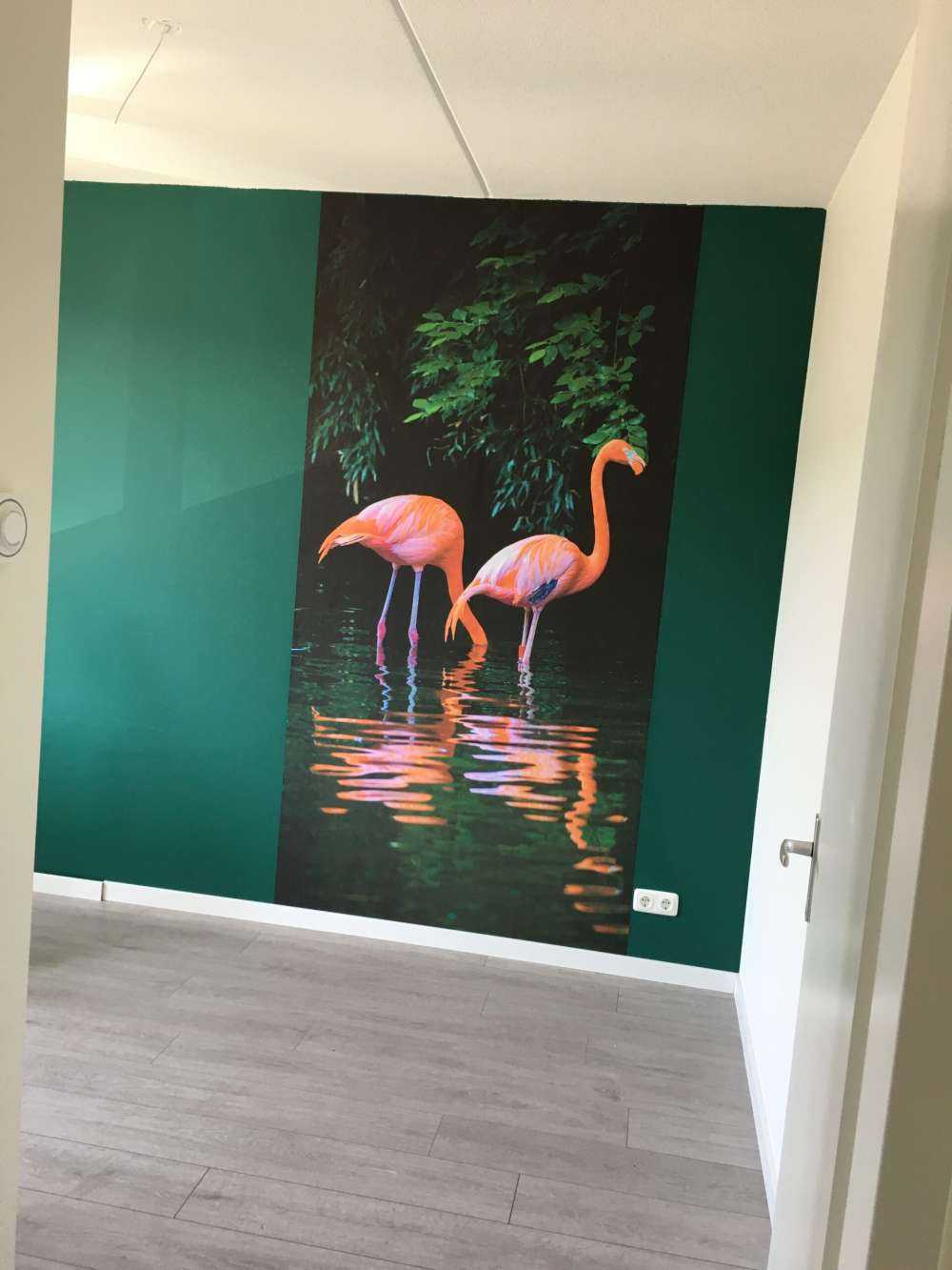 Due fenicotteri caraibici