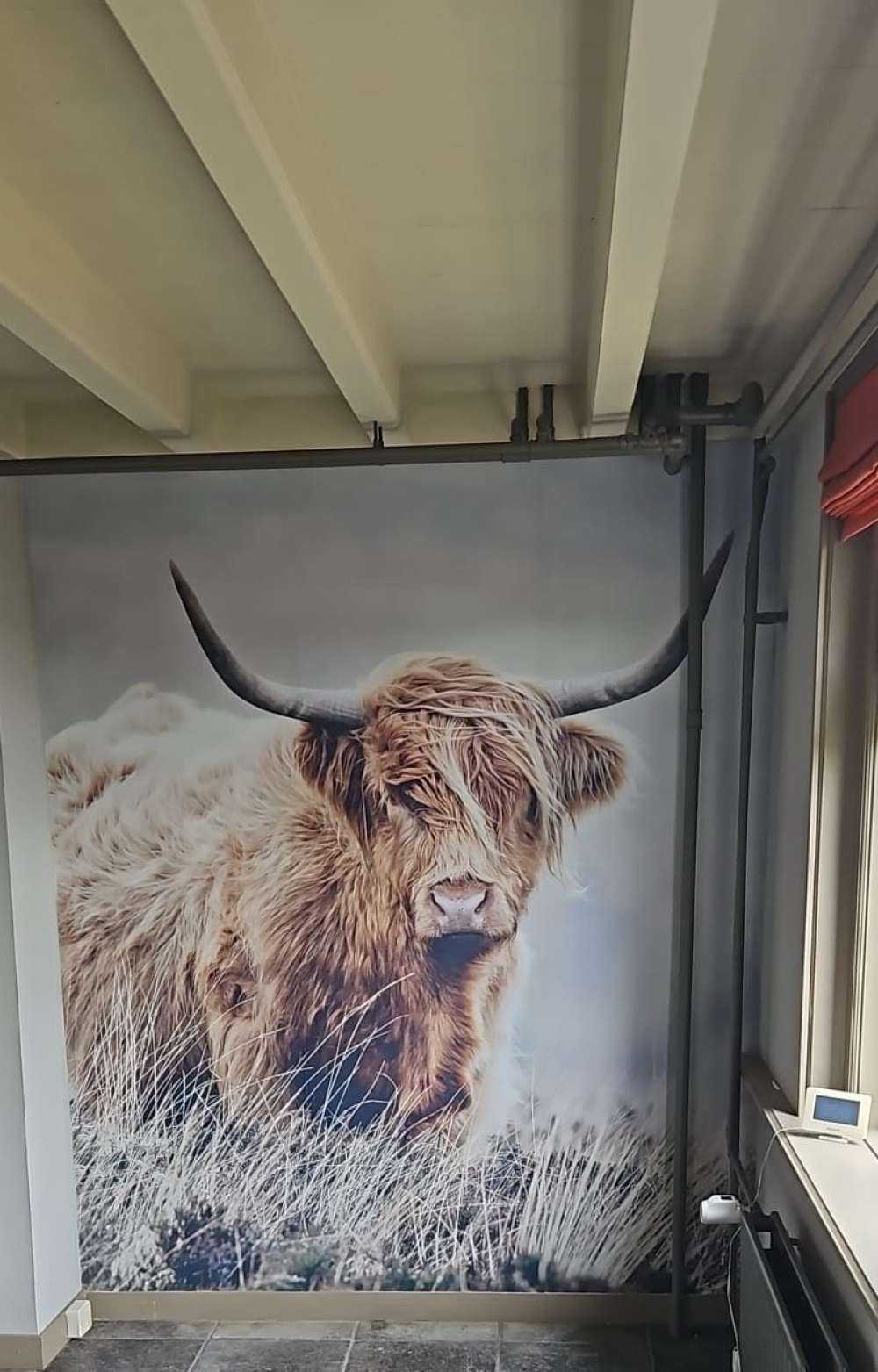 Highlander scozzese in natura