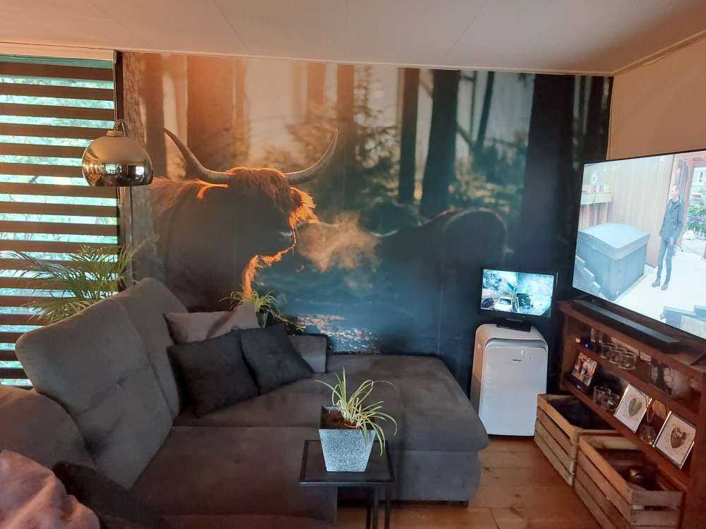 Highlander scozzese nella luce del mattino