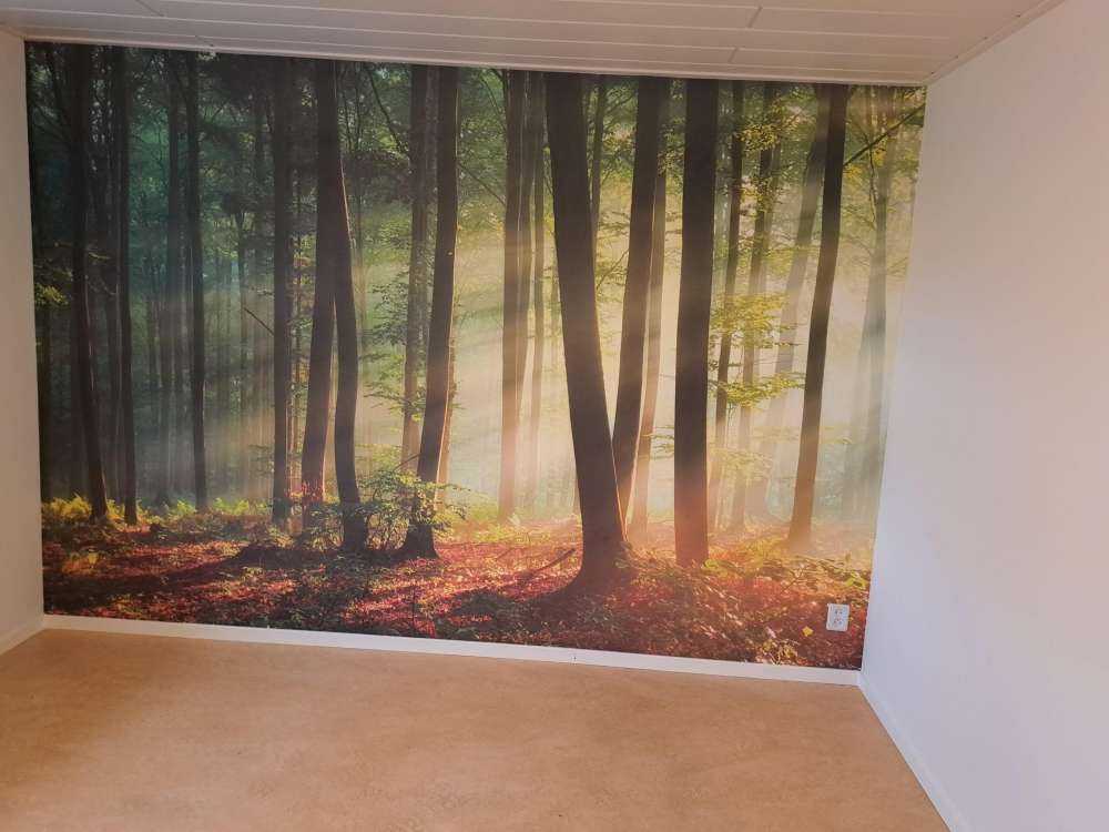 Il sole del mattino tra gli alberi