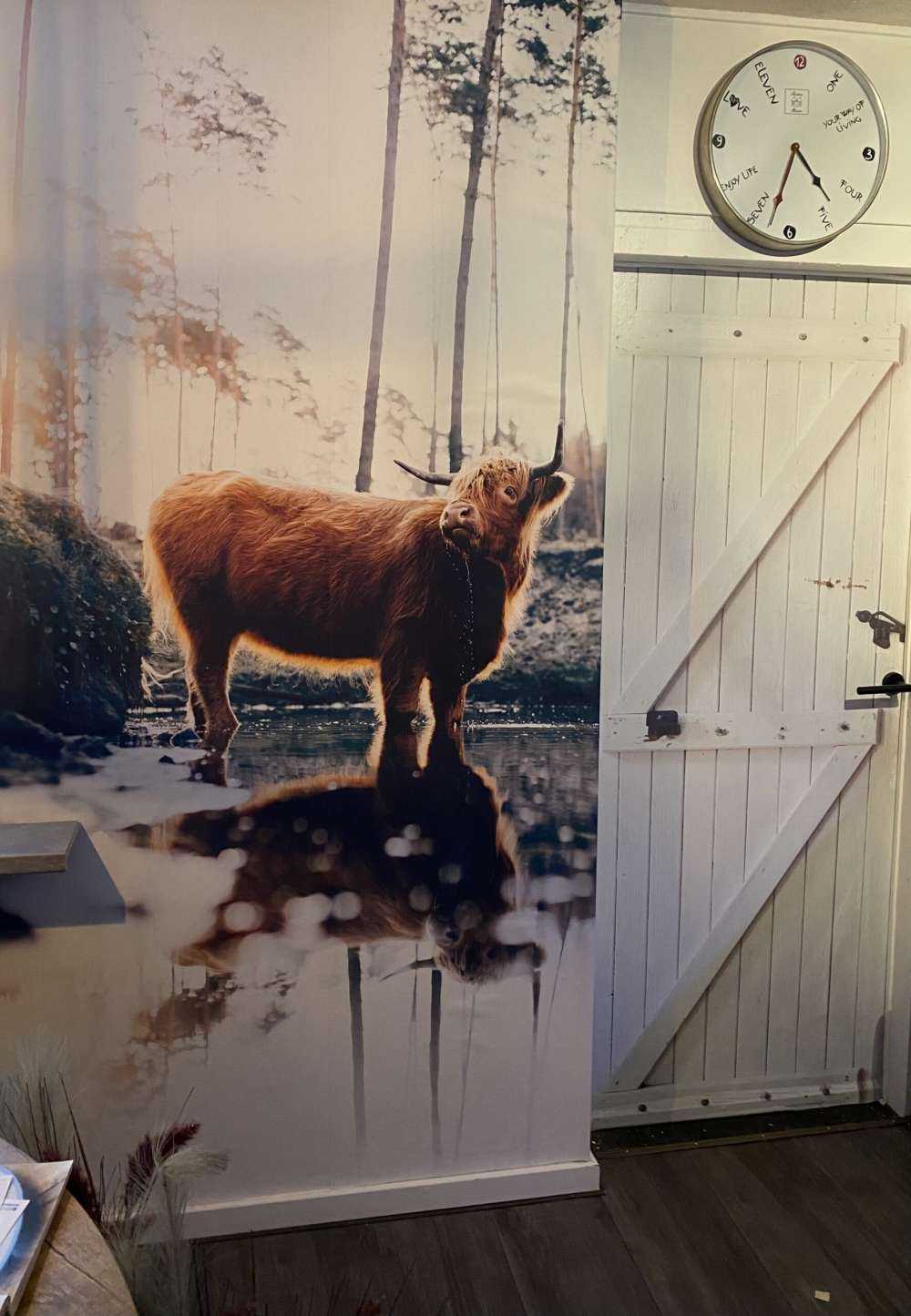 Highlander scozzese in acqua