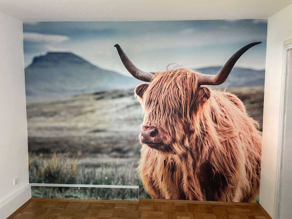 Highlander scozzese sulle colline