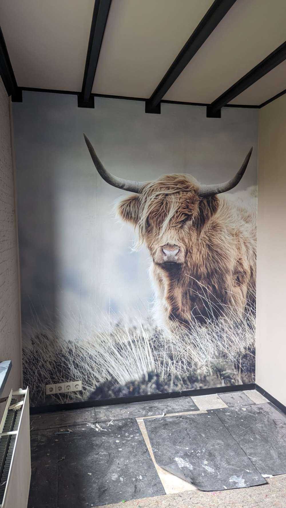 Highlander scozzese in natura