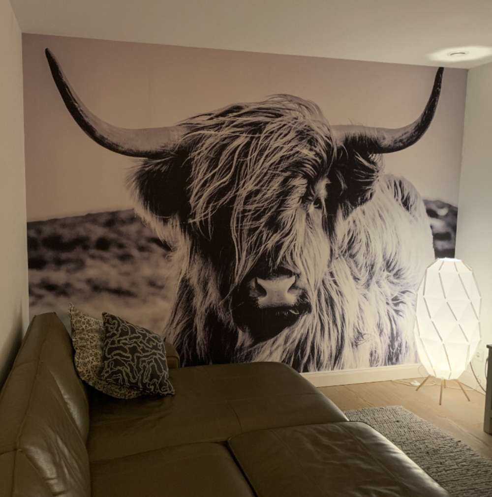 Highlander scozzese in bianco e nero