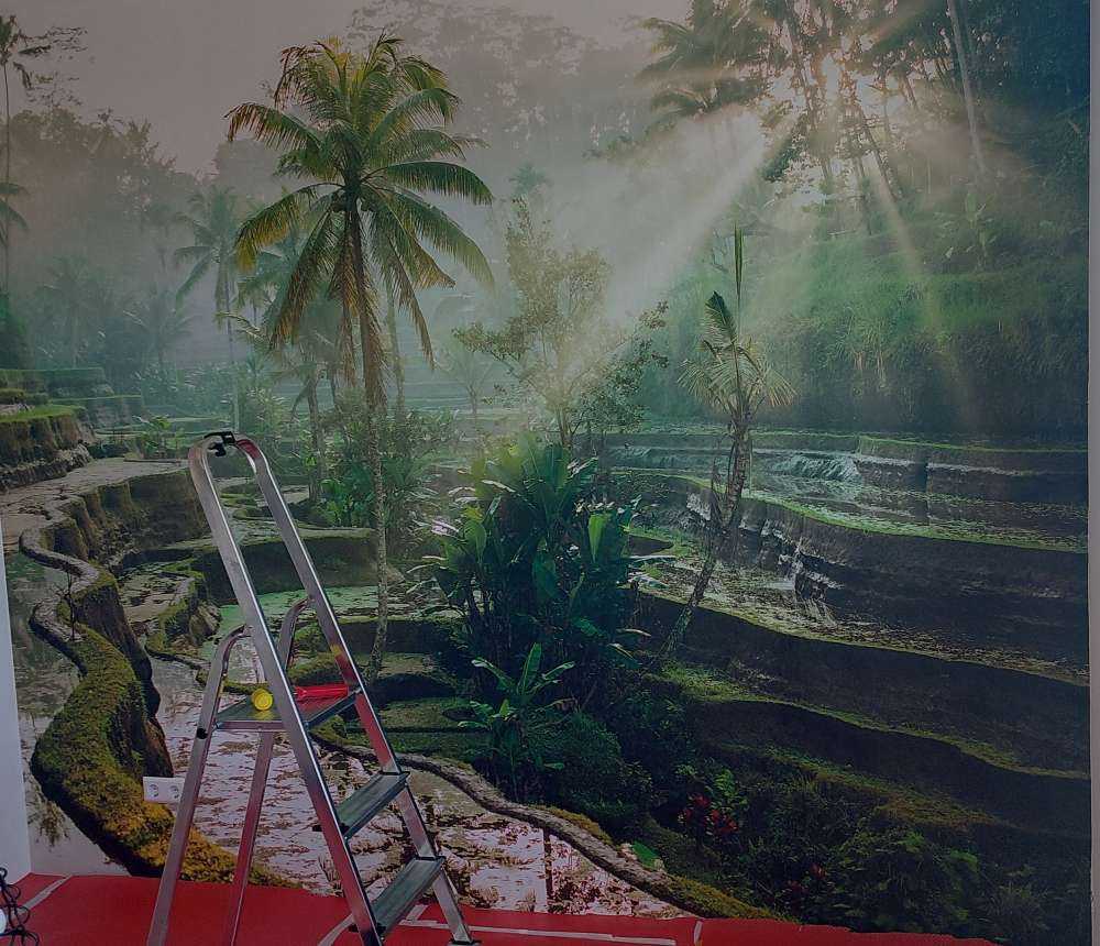 Campi di riso nella giungla