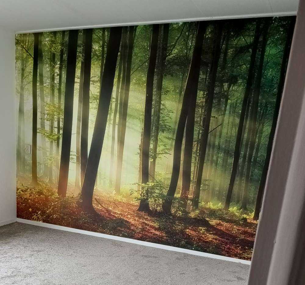 Il sole del mattino tra gli alberi