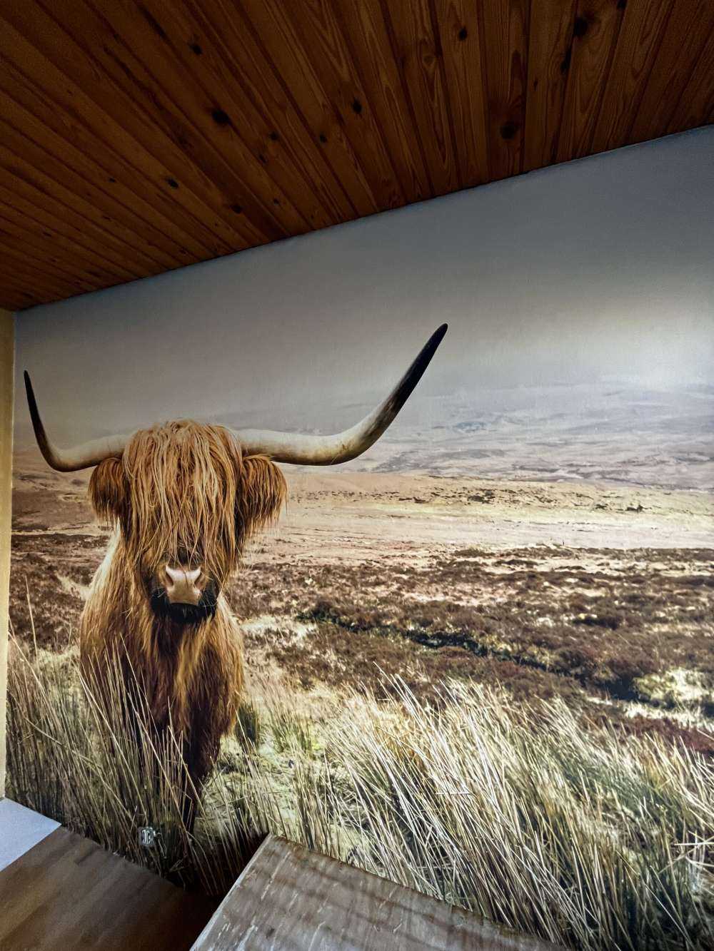 Highlander scozzese con canna