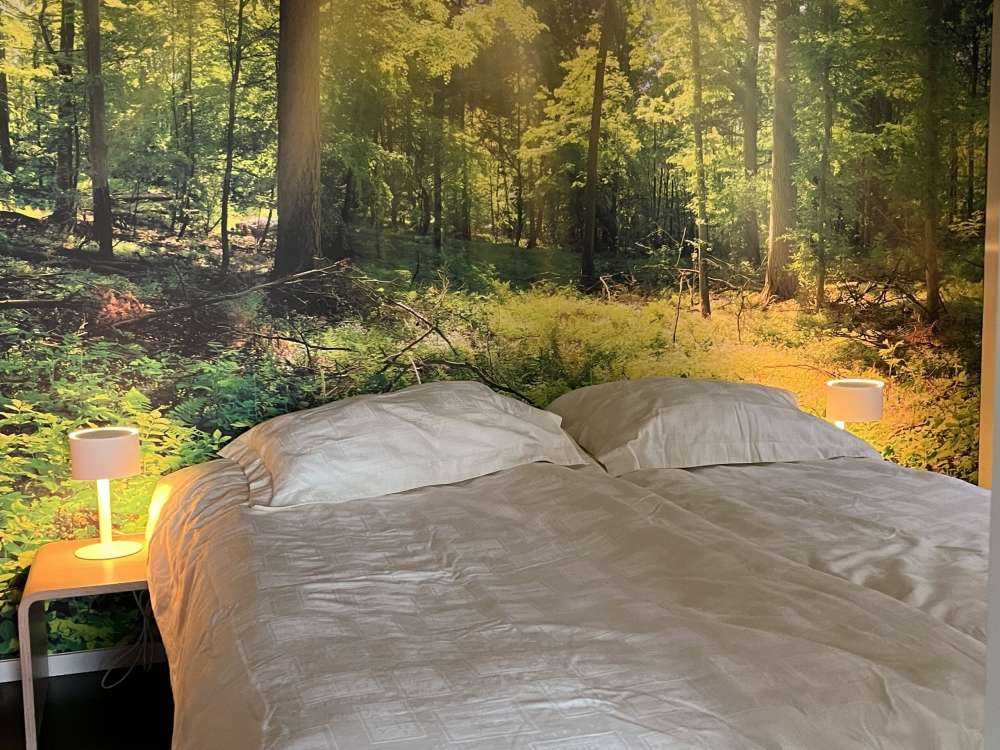 Foresta con raggi di sole