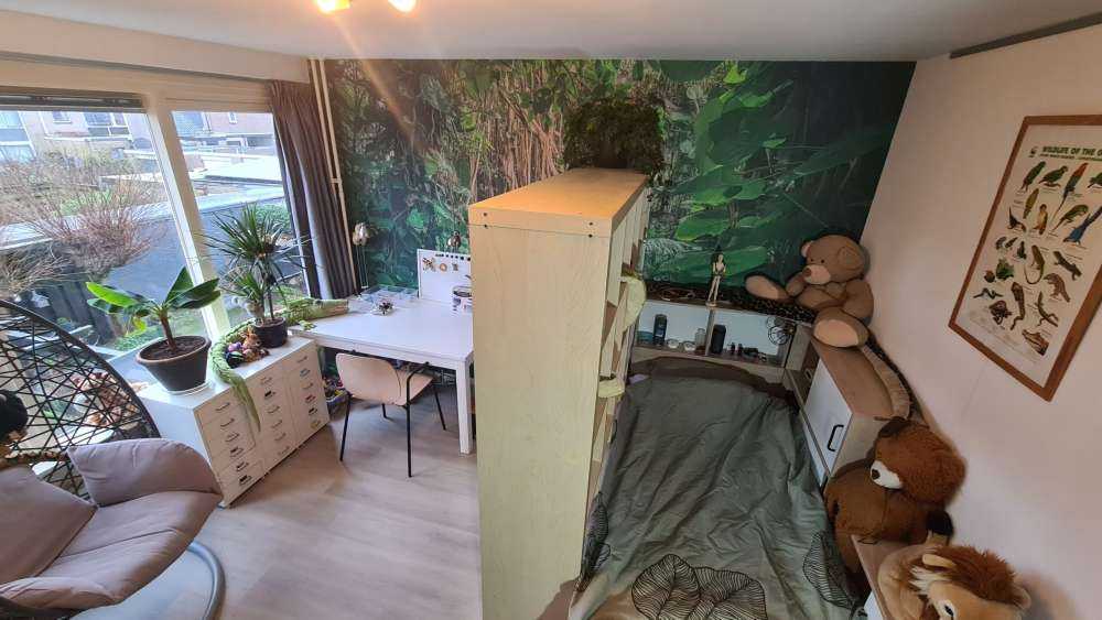 Rami nella foresta pluviale