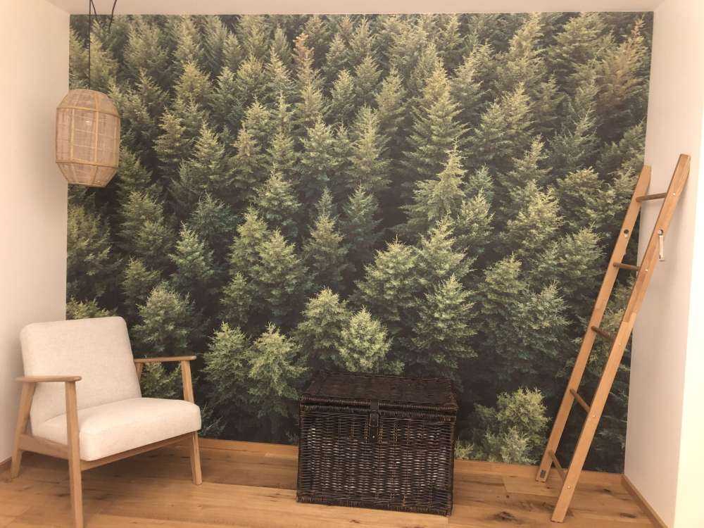 Abeti di Douglas dall'alto