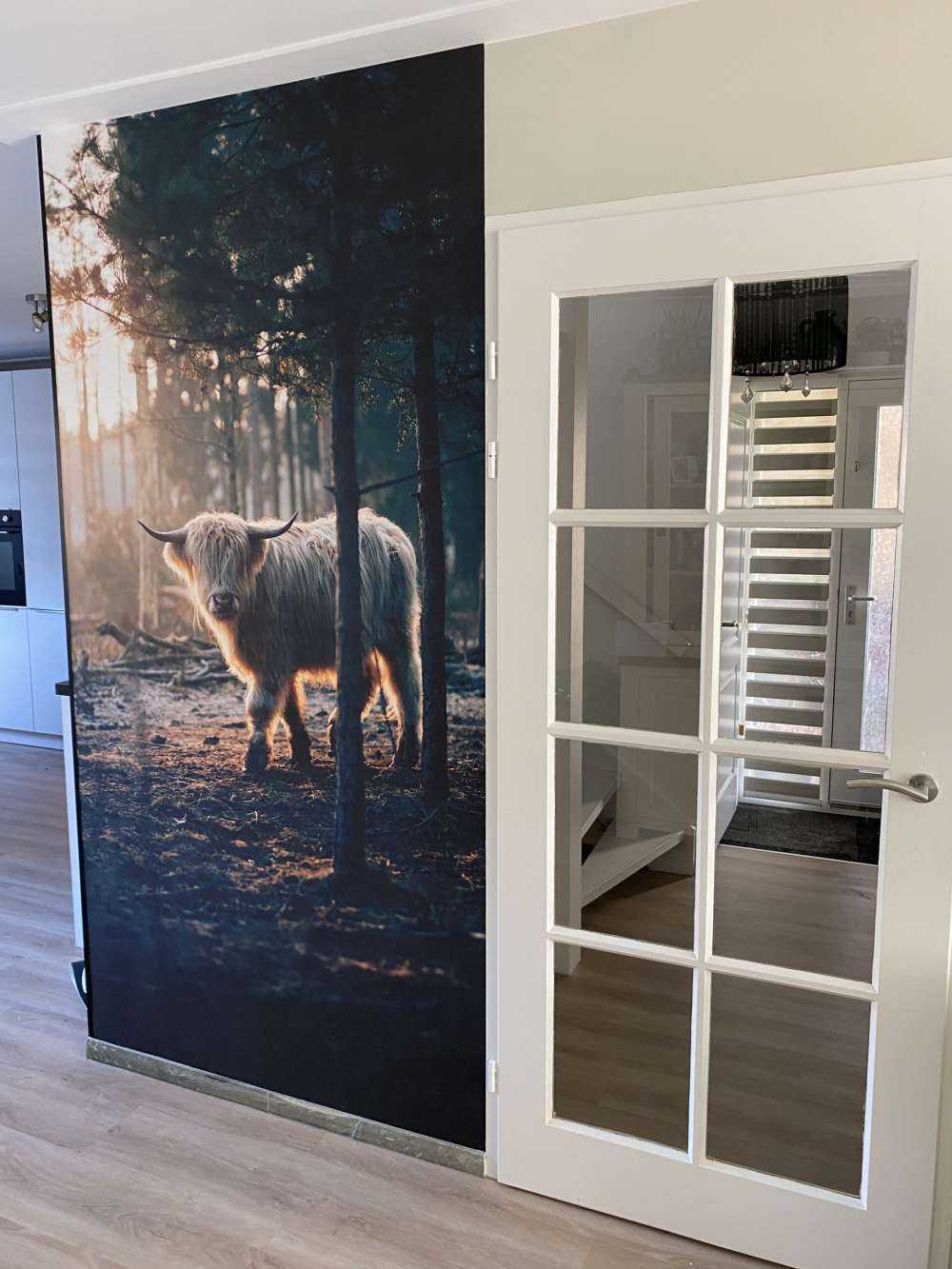 Highlander scozzese bianco