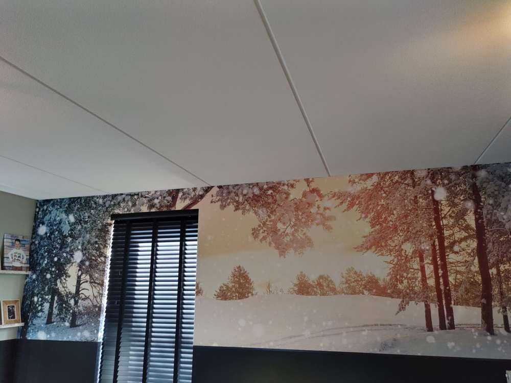 Alberi di pino con neve