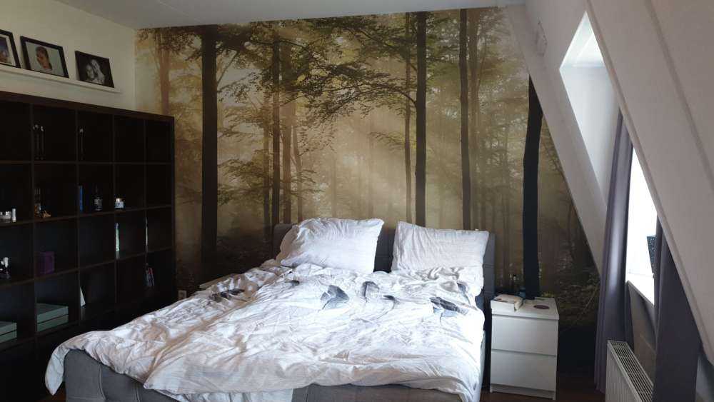 Foresta verde nella nebbia