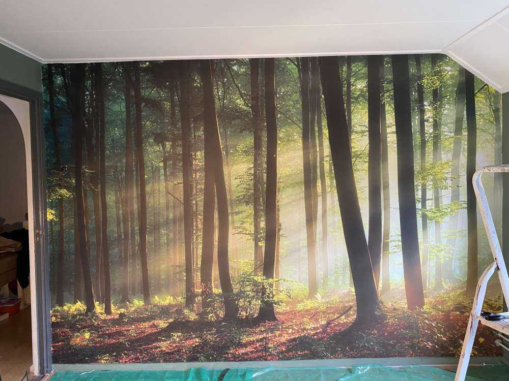 Il sole del mattino tra gli alberi