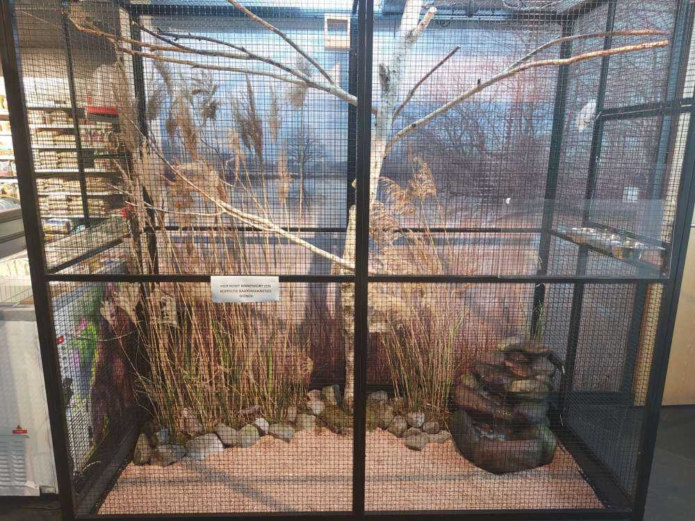 Stagno nella foresta