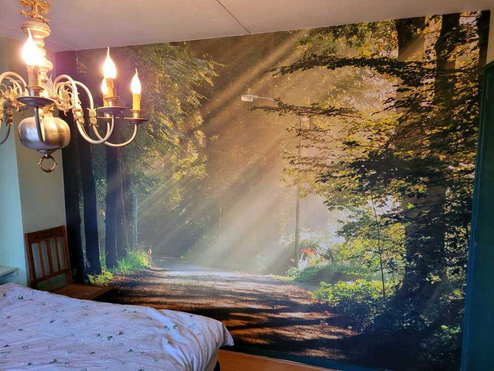 Raggi di sole attraverso gli alberi