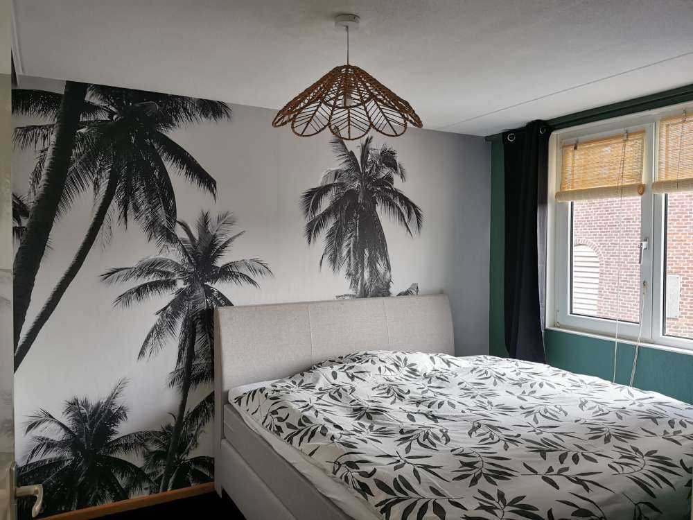 Palme in bianco e nero