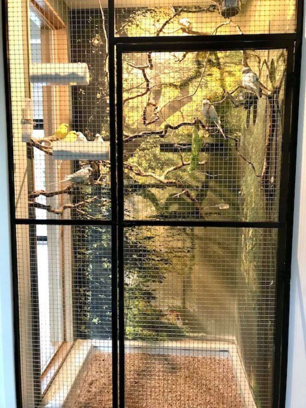 Raggi di sole attraverso gli alberi