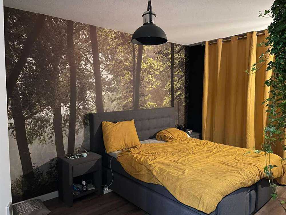 Foresta al sole del mattino