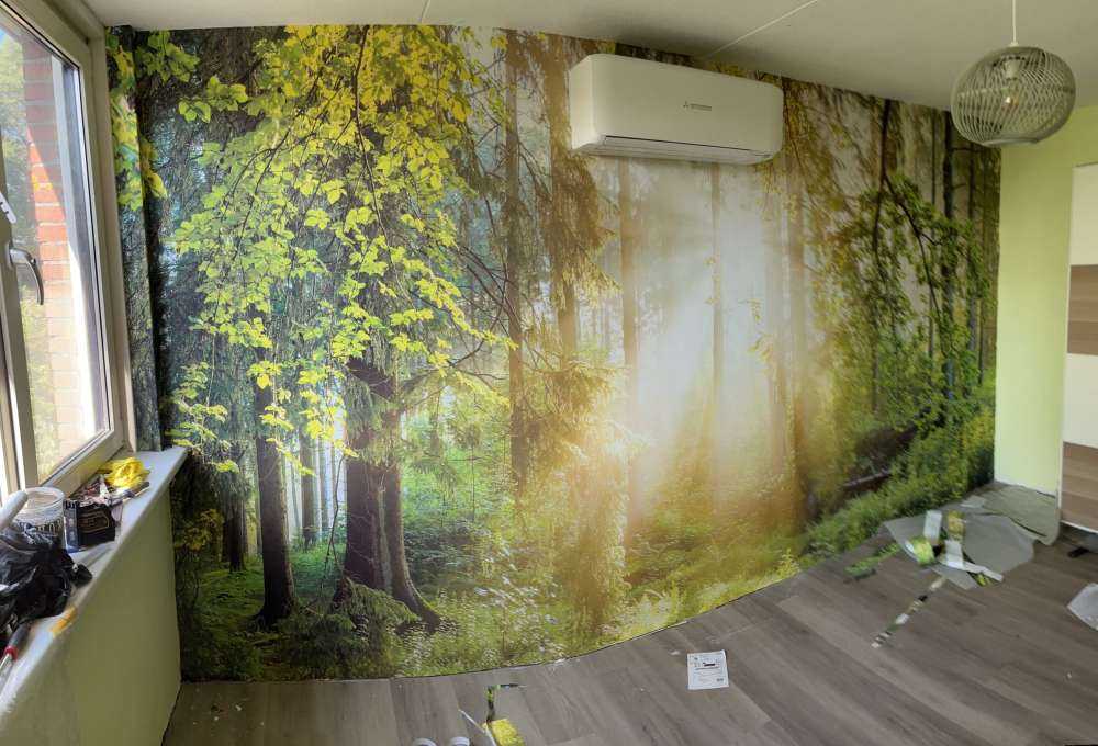 Paesaggio forestale all'alba