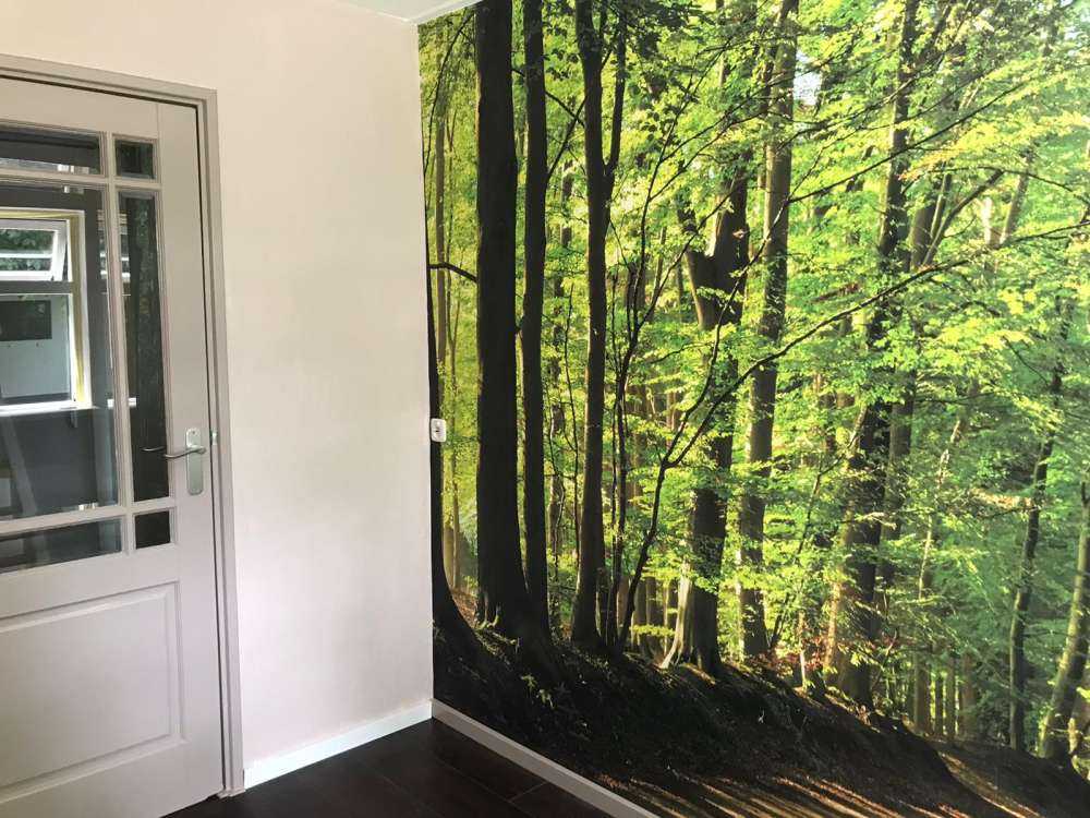 Strada soleggiata attraverso una foresta