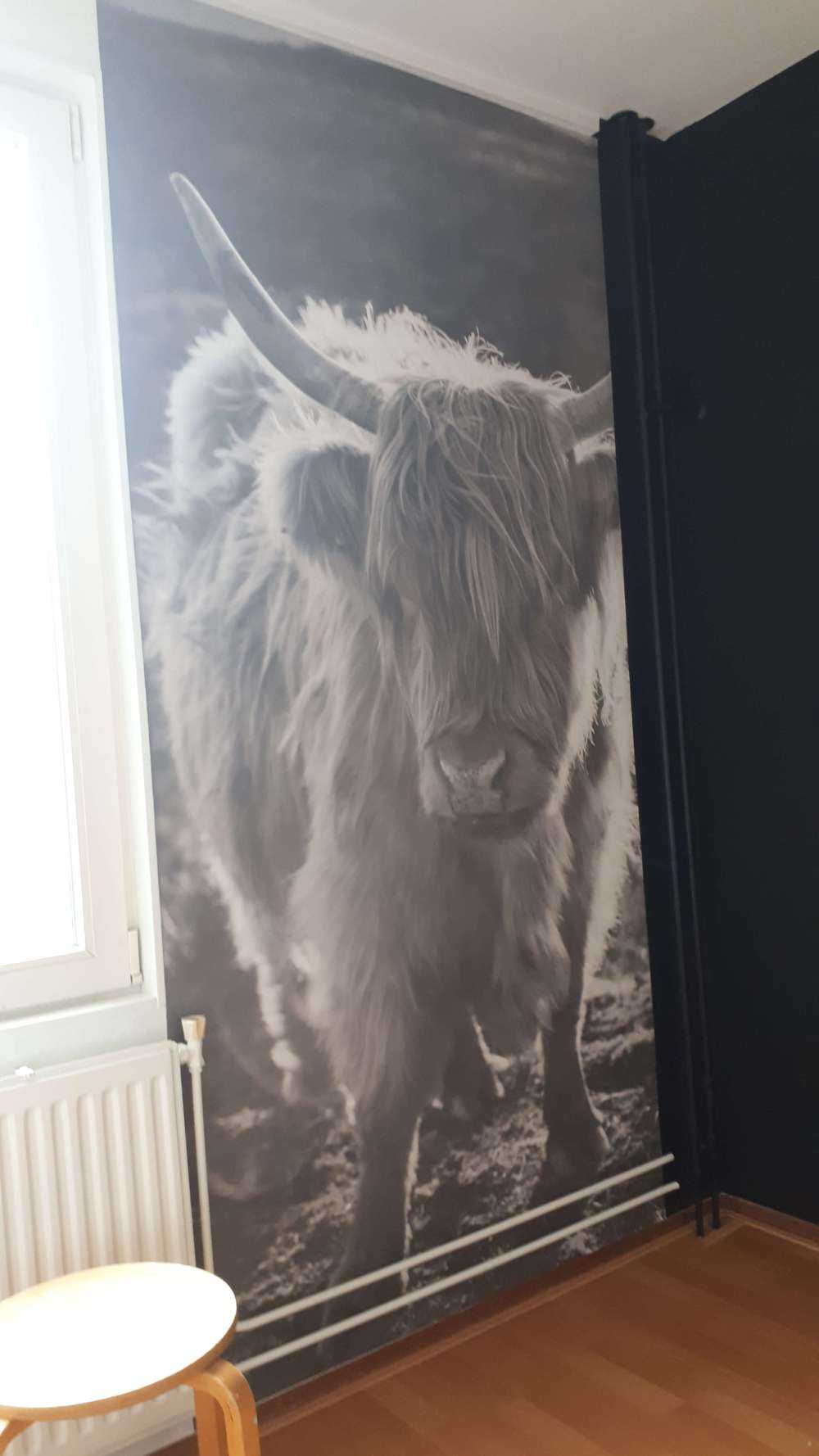 Highlander scozzese al sole