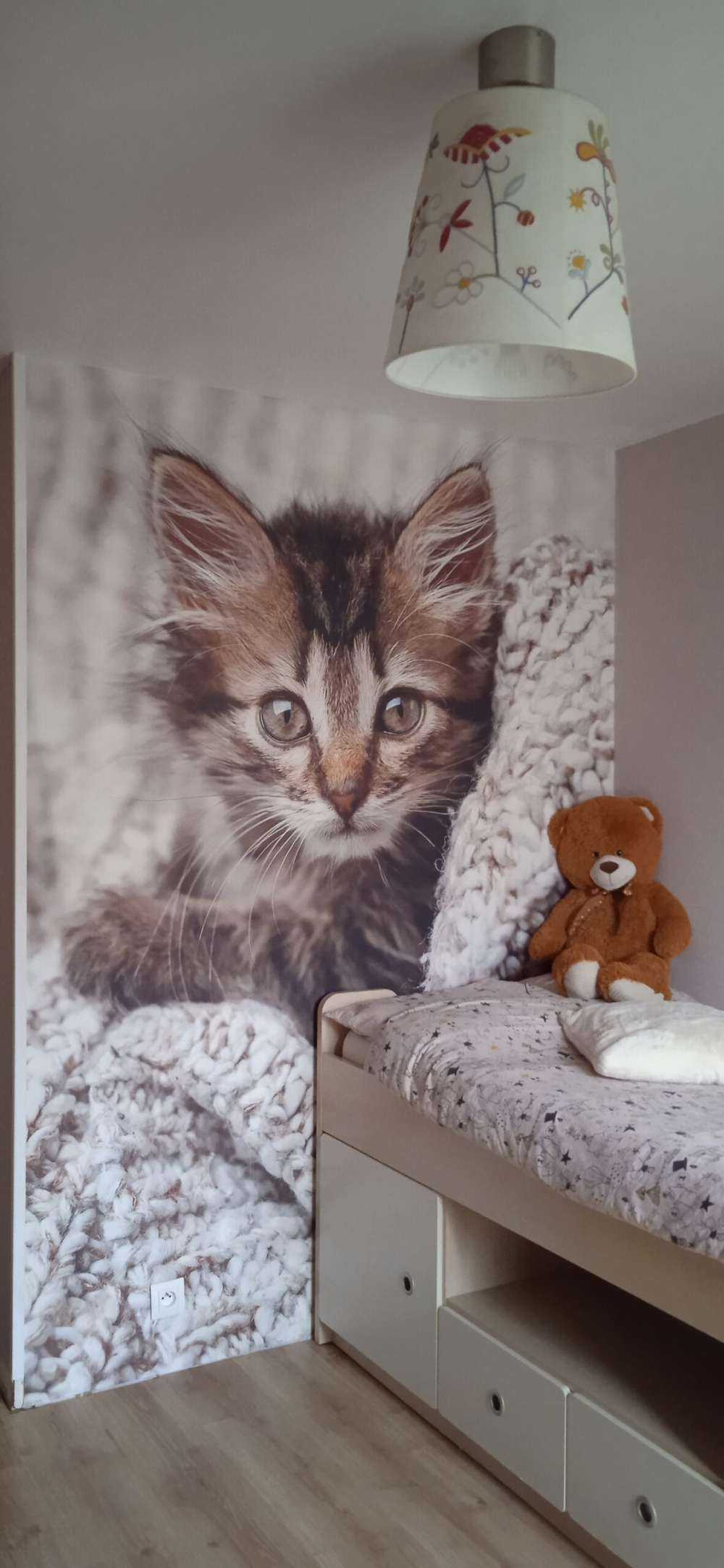 Gatto in una coperta