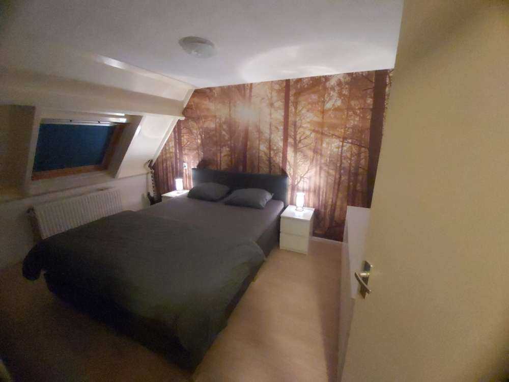 Foresta con alberi ad alto fusto