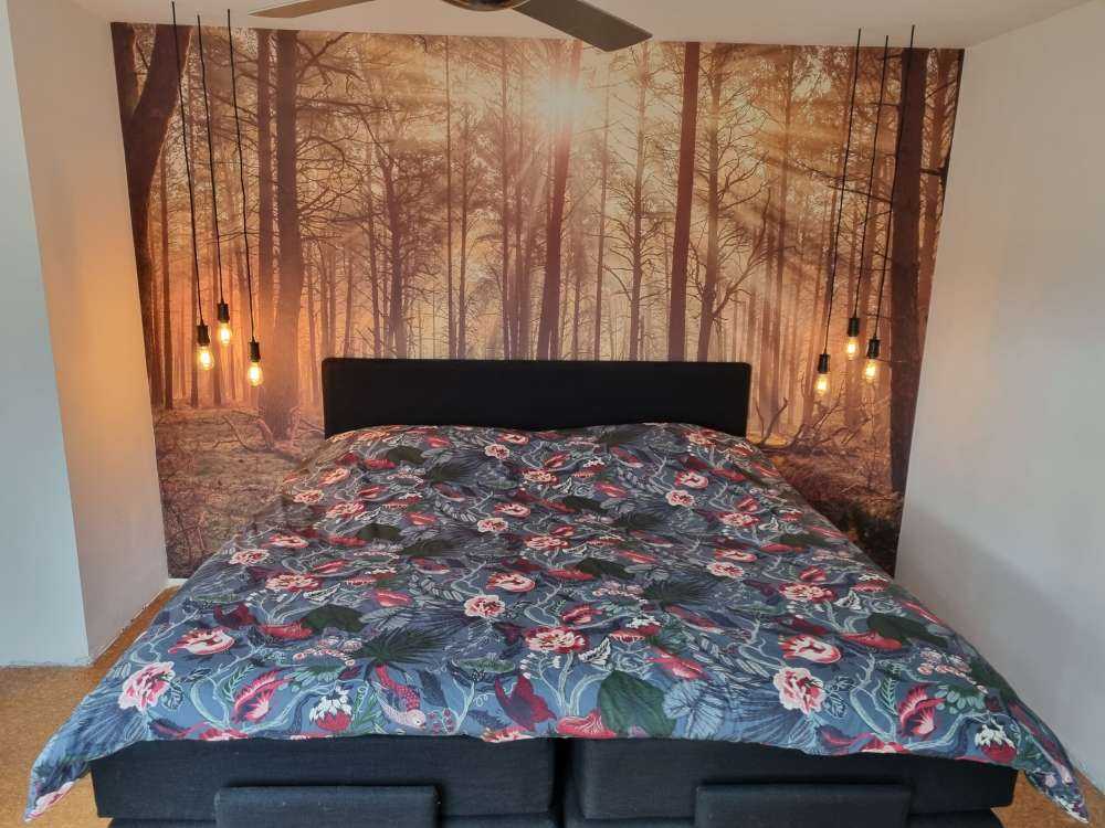 Foresta con alberi ad alto fusto