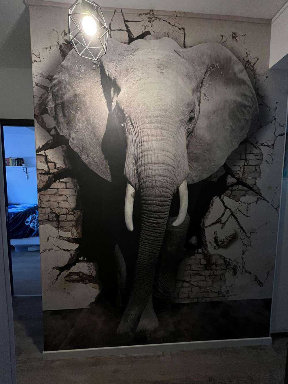 Elefante 3D dal muro