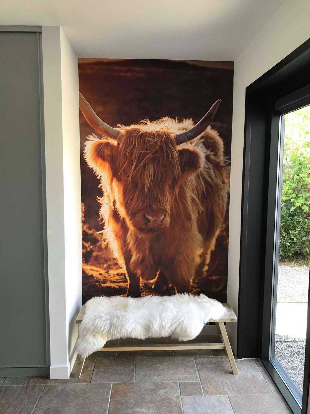 Highlander scozzese al sole