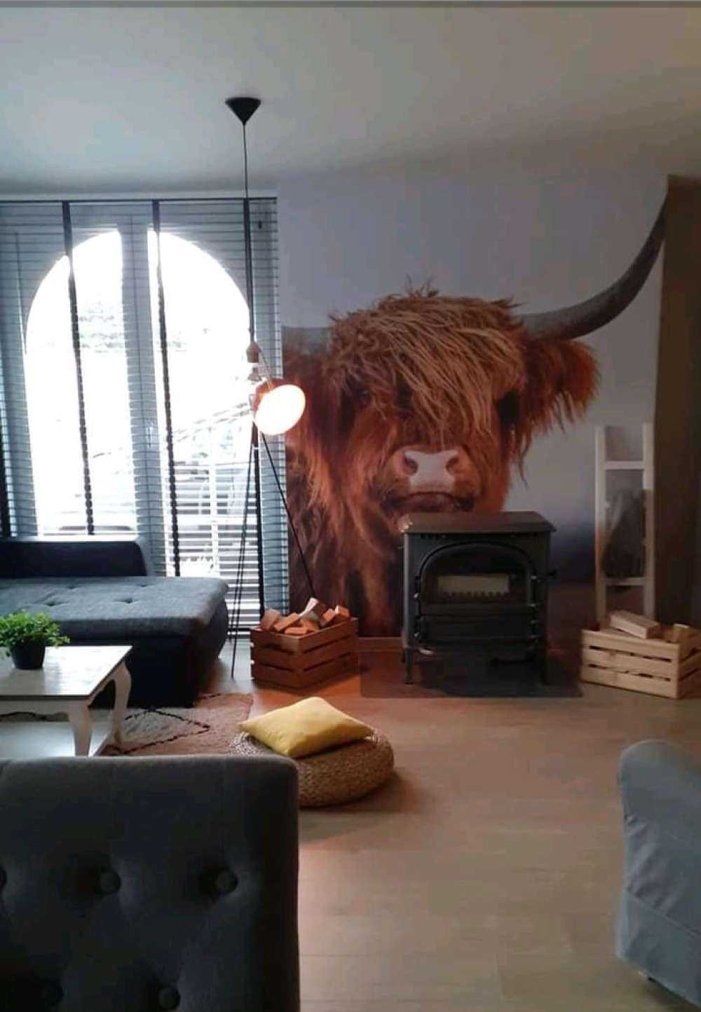 Staring Highlander scozzese