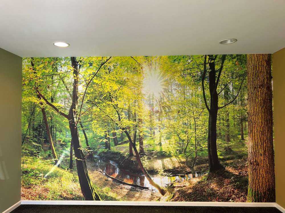 Foresta con un ruscello