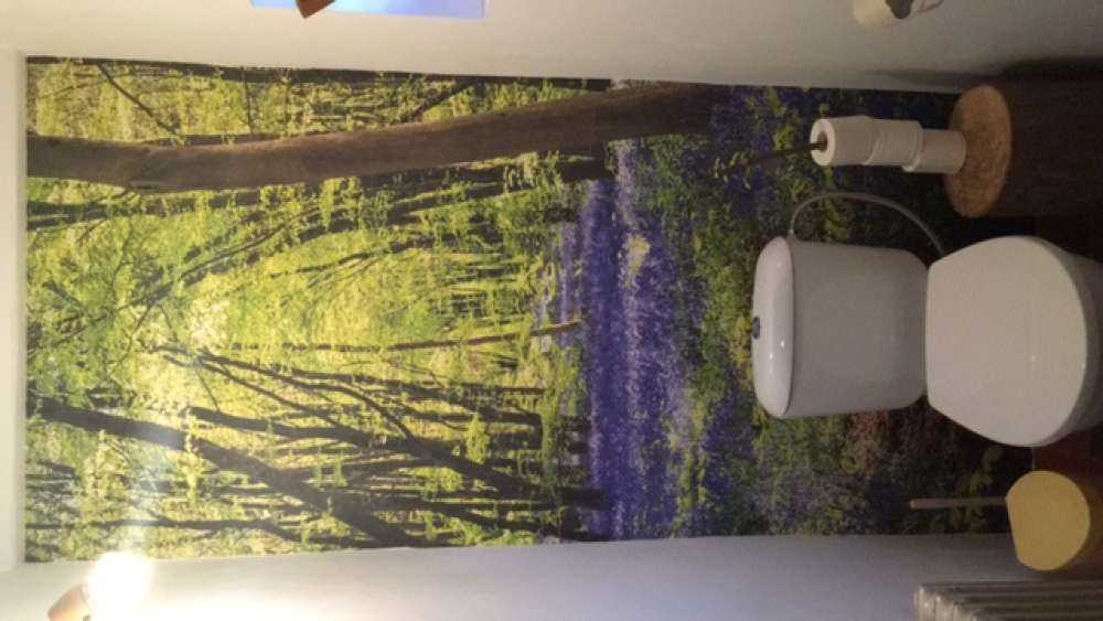 Foresta alla luce del sole