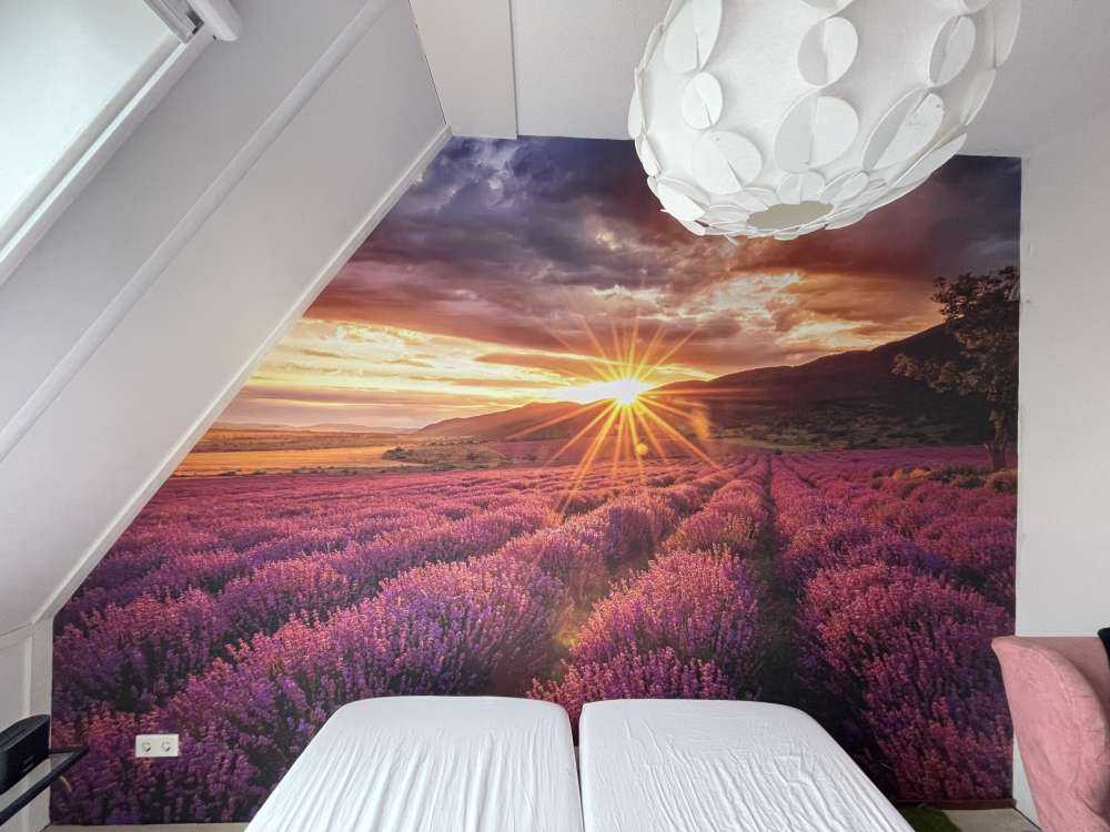 Lavanda sotto il sole