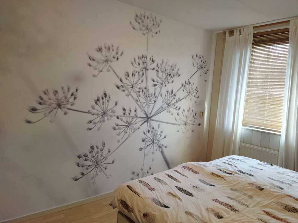 Prezzemolo di mucca ravvicinato