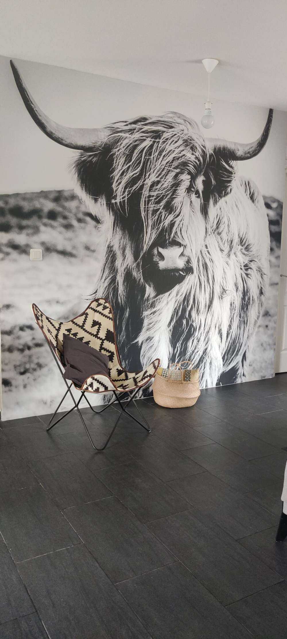 Highlander scozzese in bianco e nero