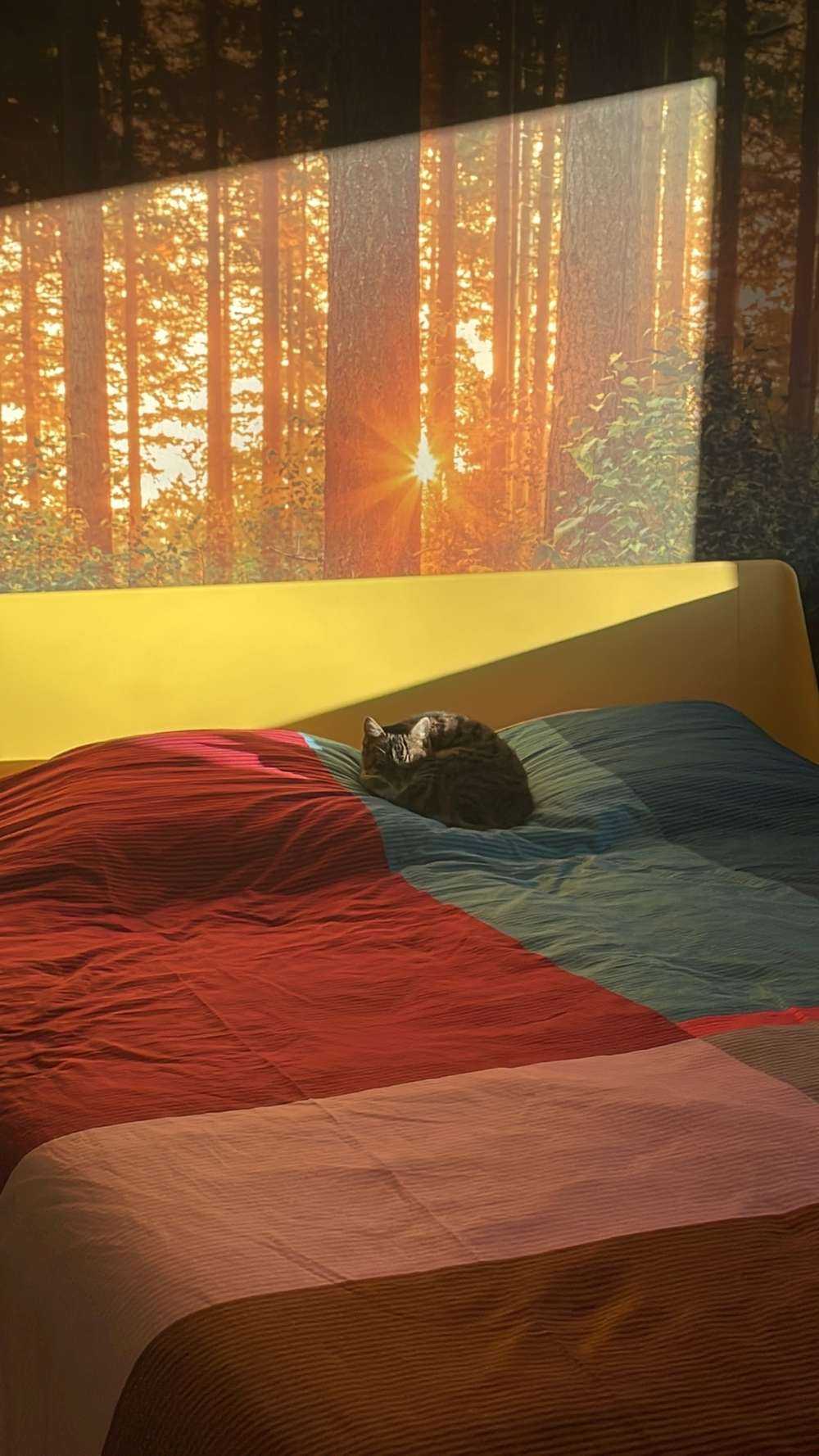 Raggi di sole in una foresta di conifere