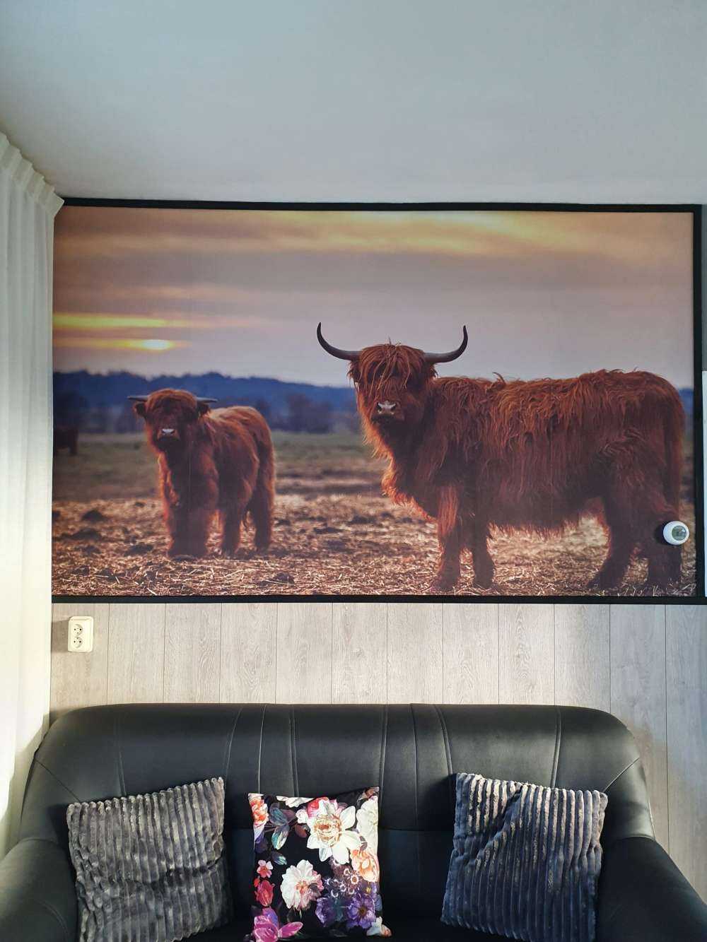 Highlanders scozzesi nel prato