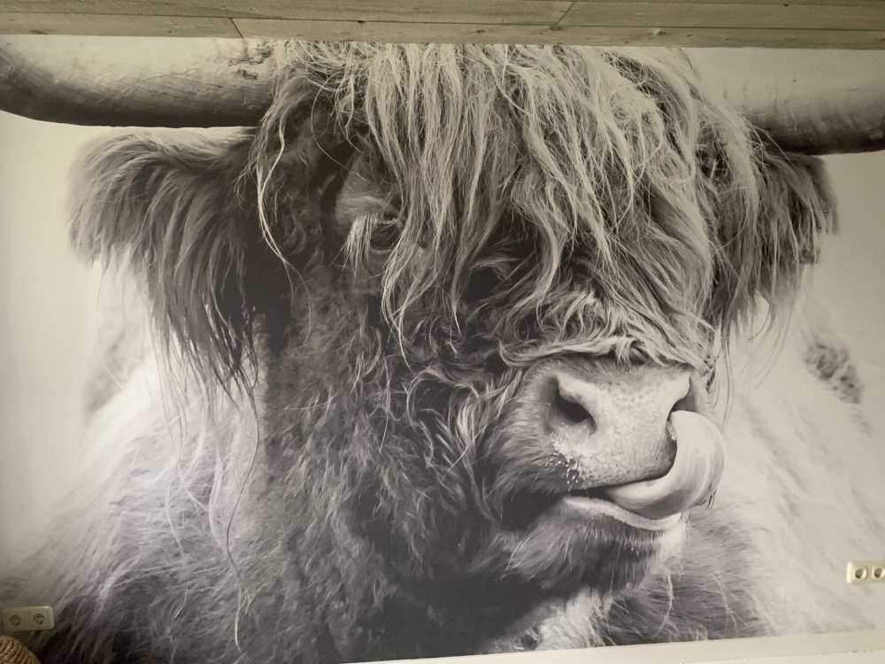 Divertente Highlander scozzese