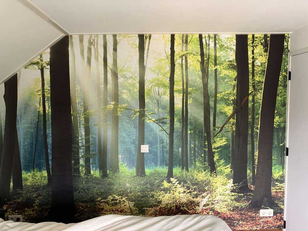 Mattina nella foresta