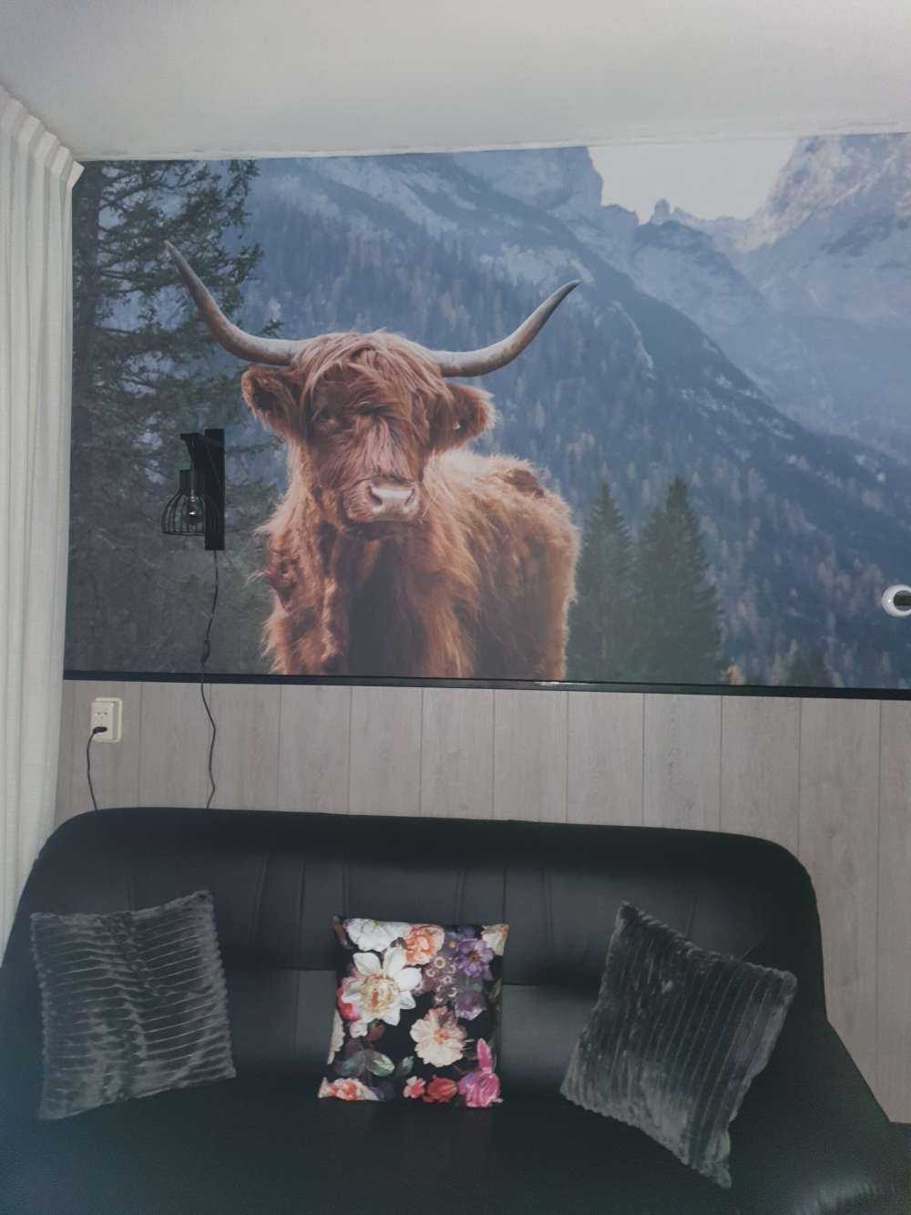 Highlander scozzese tra gli alberi