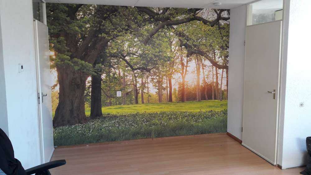 Spazio aperto nella foresta