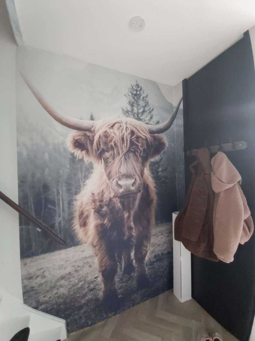 Highlander scozzese vicino alla foresta