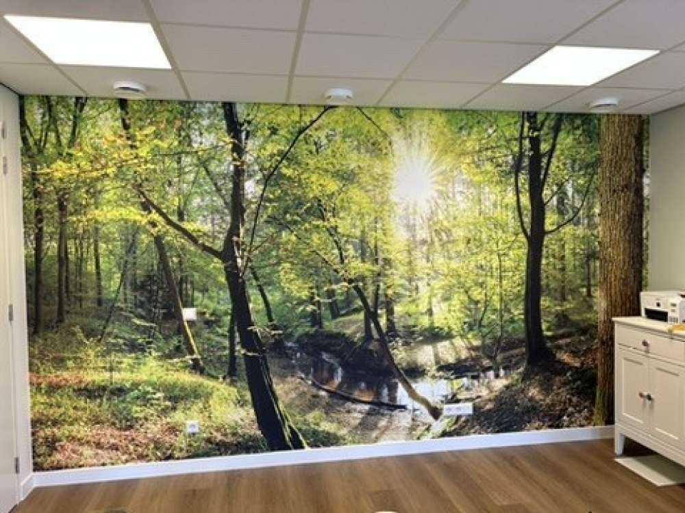 Foresta con un ruscello